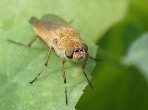 Thereva nobilitata